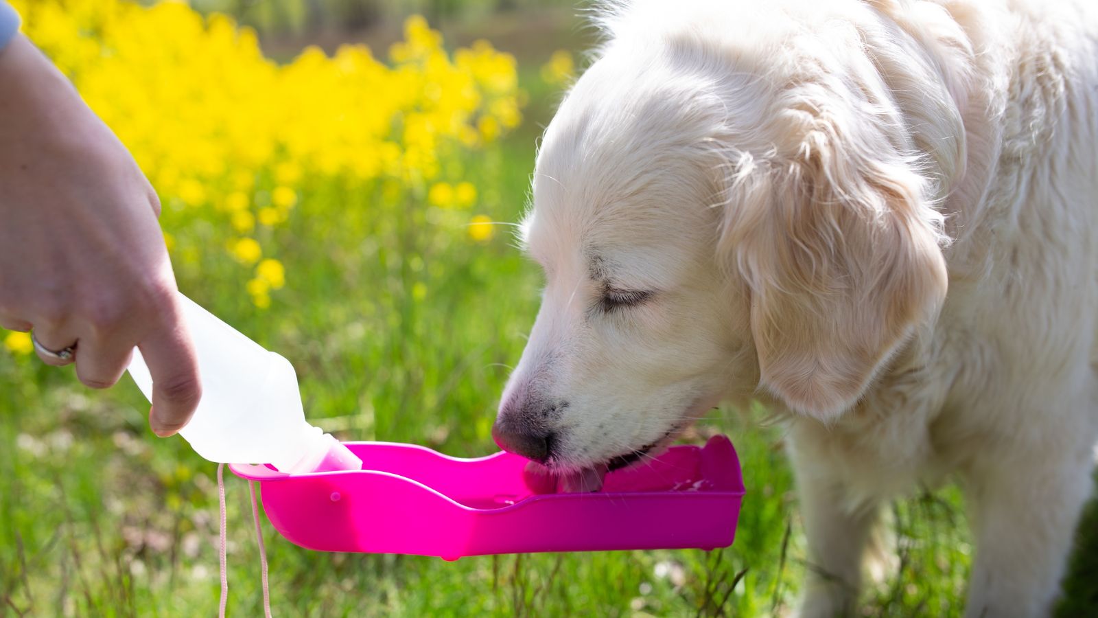 Hund und Hitze: Mit diesen 11 Tipps sorgst Du für Abkühlung