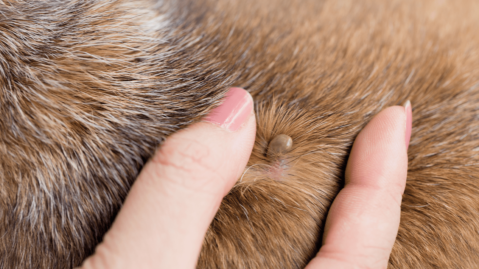 O’zapft is! Die Zeckensaison hat begonnen