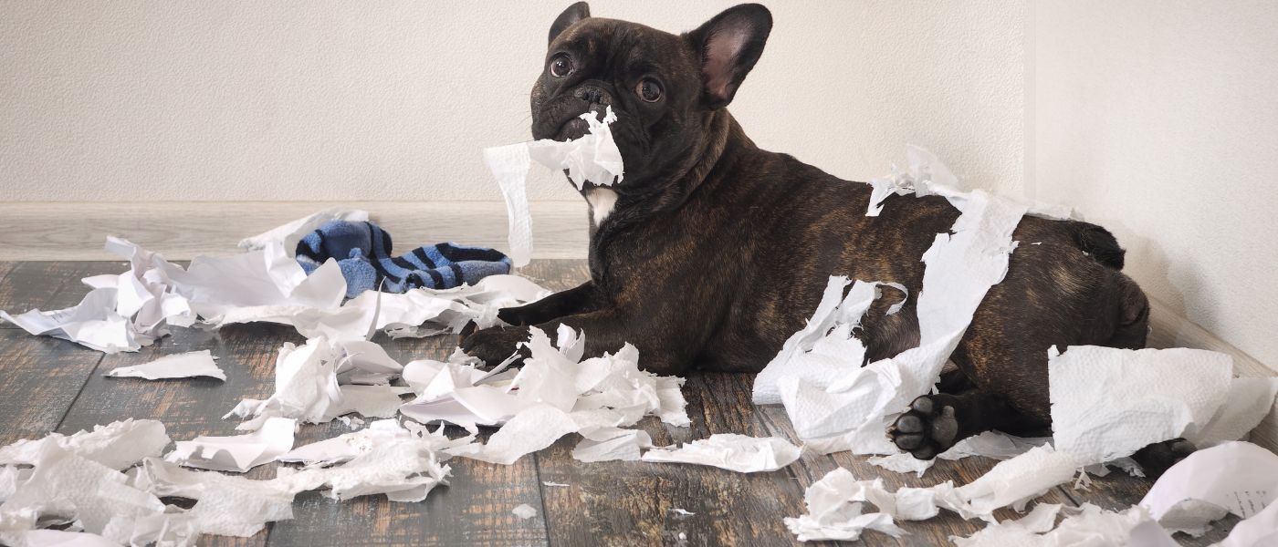 Hundeerziehung: Die besten Tipps und Tricks 🐶