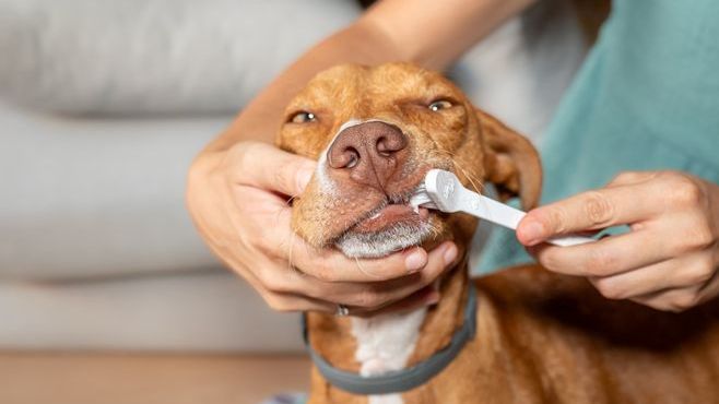 Frühjahrsputz für die Hundezähne: So gelingt Zahnpflege auch ohne Machtkampf!