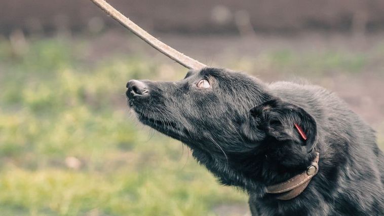 Warum dein Hund draußen nicht hört – und was Erziehung wirklich wirksam macht