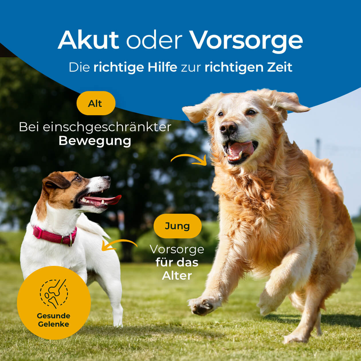 Probepackung - Gelenke