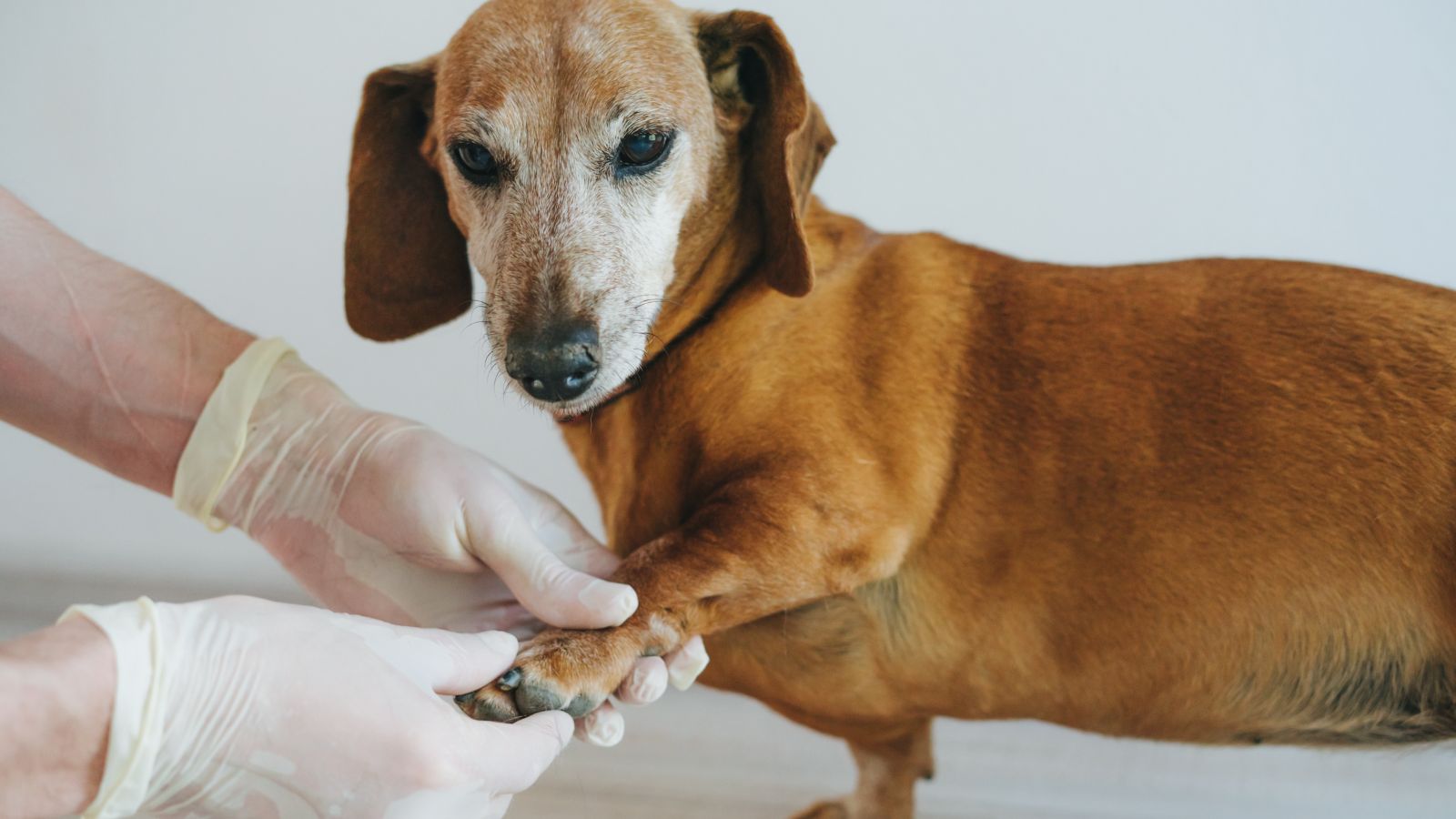 Gelenkerkrankung beim Hund  Ursachen, Symptome und Tipps