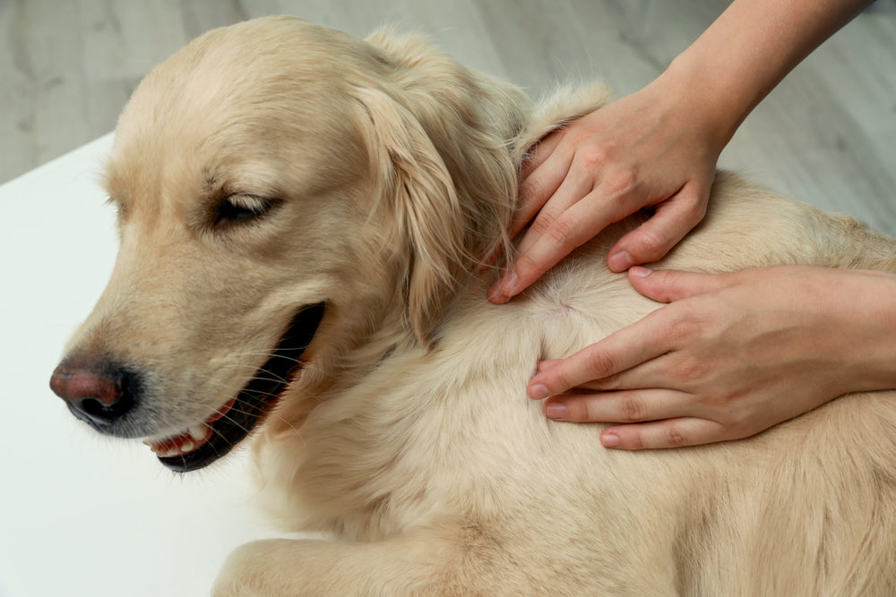 Milben beim Hund