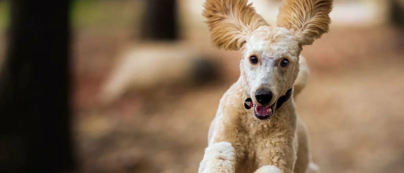 Warum kratzt sich mein Hund ständig?