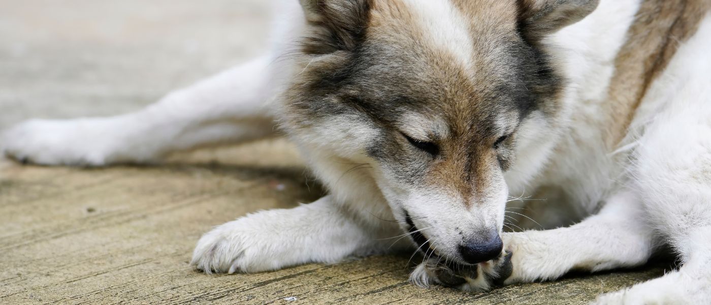 Warum kratzt sich mein Hund ständig?