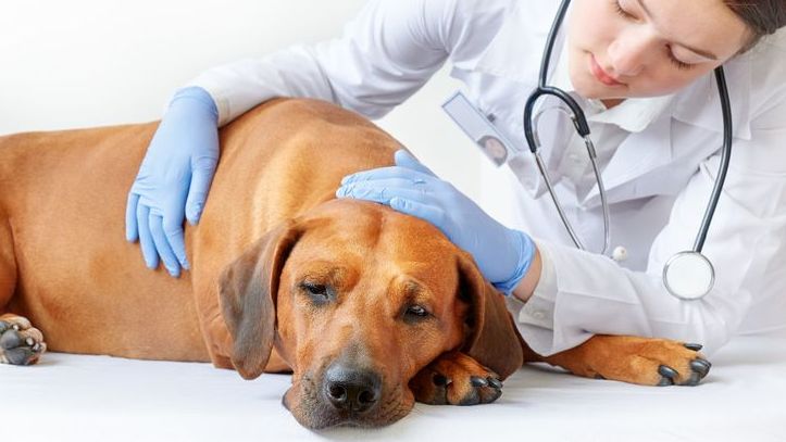 Erste Hilfe beim Hund: Notfälle erkennen & richtig handeln