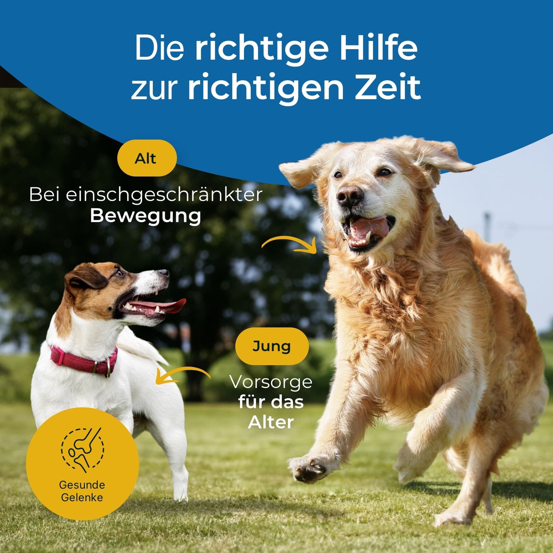 Hundpur® Gelenke 40%