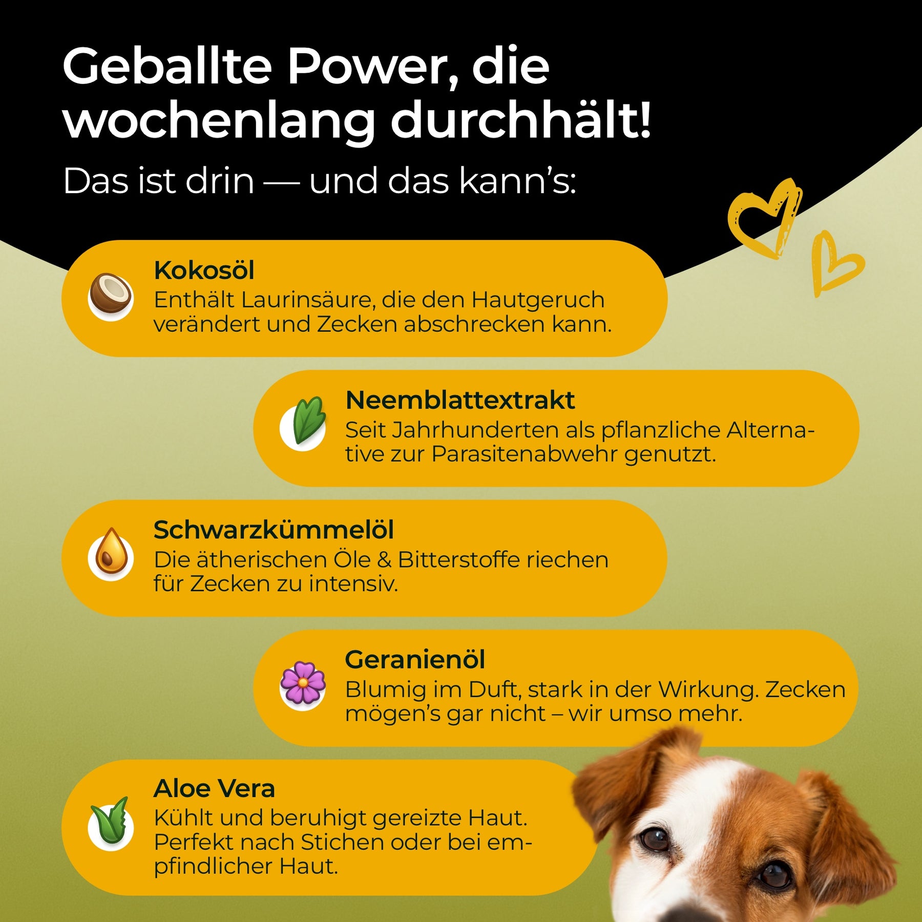 Hundpur® Zecken Tinktur mit Schutzkomplex 40% Rabatt