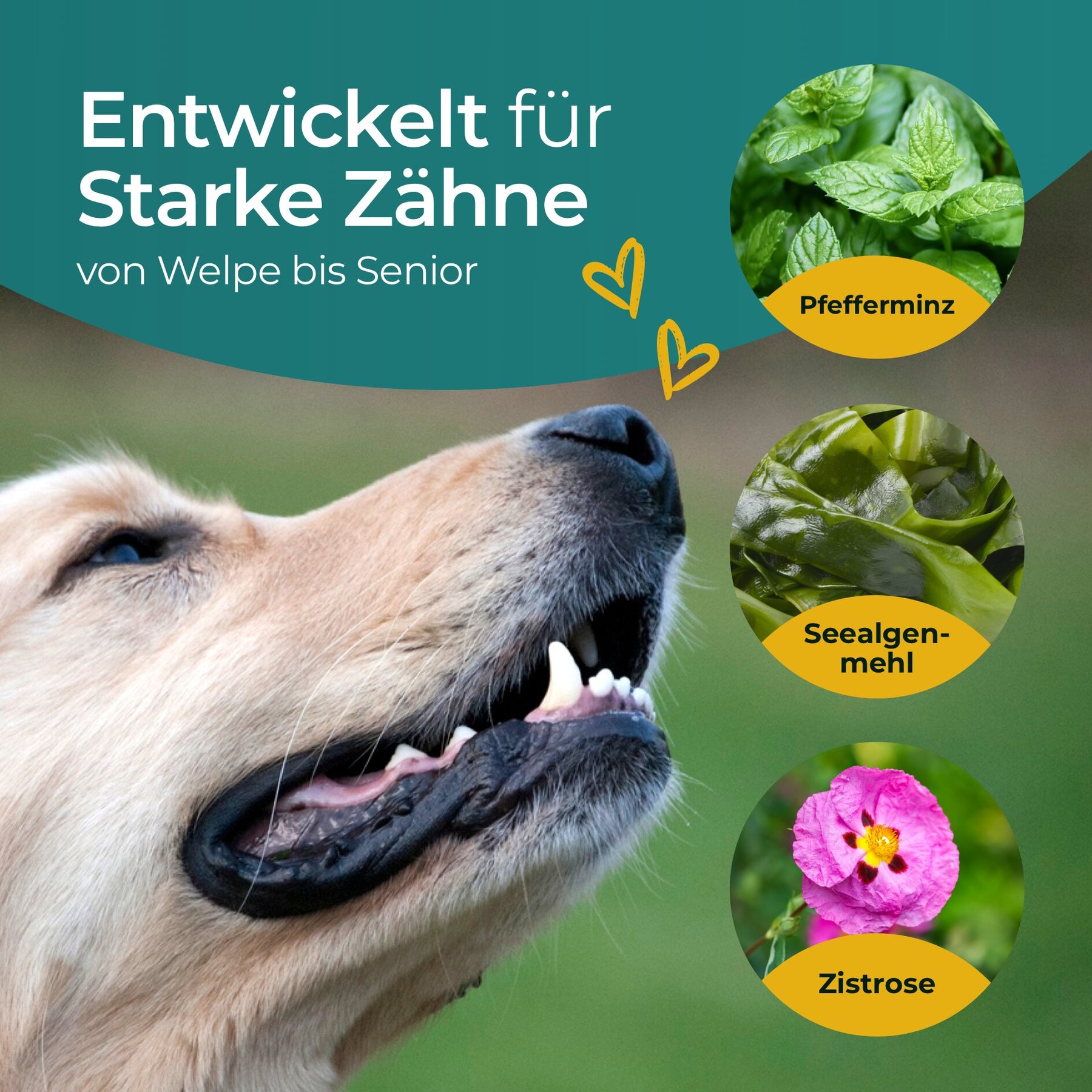 Hundpur® Zähne & Atem 20% Rabatt + GRATIS Dentalspray