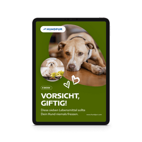 7 Lebensmittel, die giftig für Hunde sind (E-Book)